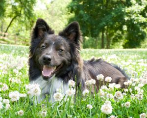Image Credit: Delaware Humane Society